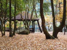 賞鳥平台