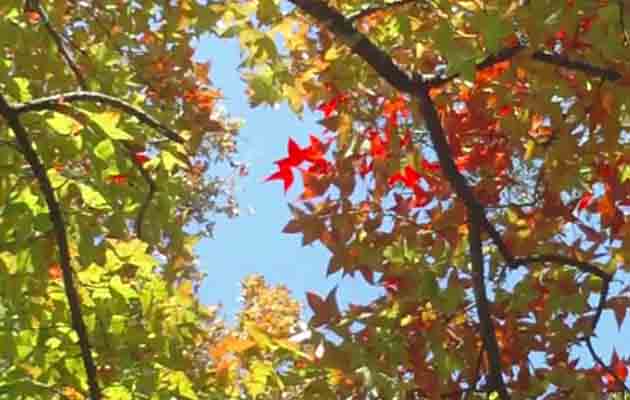 萬大南北溪匯流處楓林區楓紅囉~