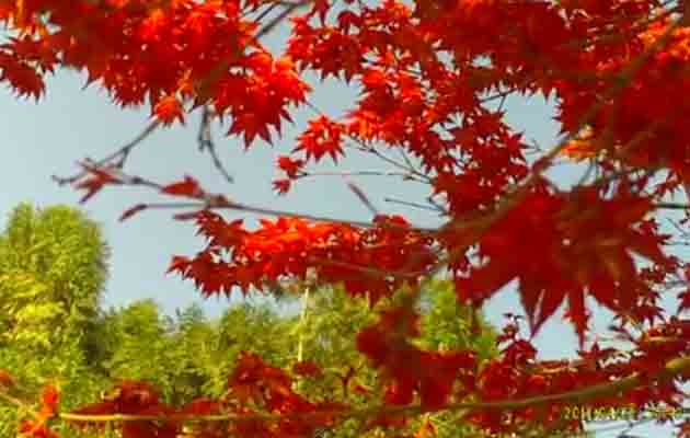 2011奧萬大春天的楓樹火紅嫩葉大萌發囉