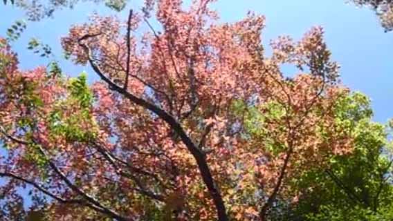 楓香開始變色換上火紅色妝扮