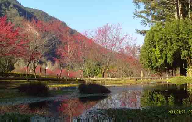 南投奧萬大櫻花季(祭) 