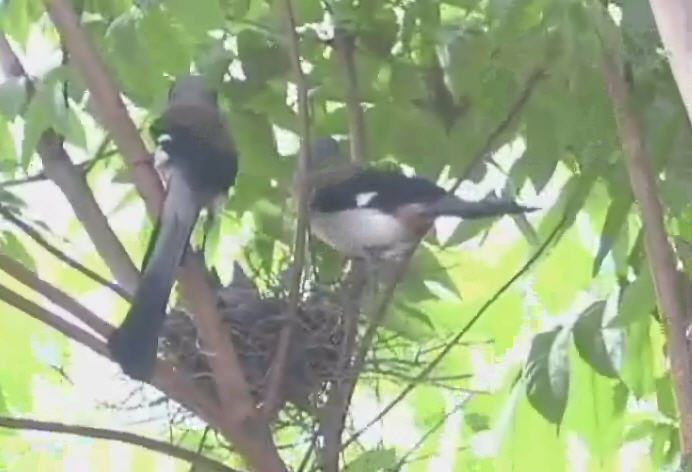 鳥巢箱育雛全紀錄4