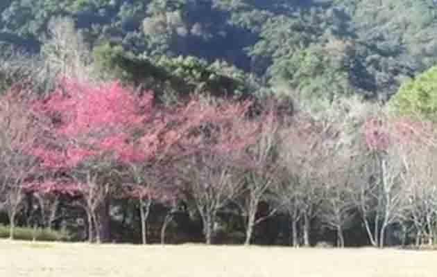 2011南投奧萬大櫻花季(祭) 