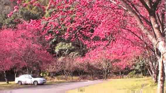 第2停車場重瓣山櫻花大爆發