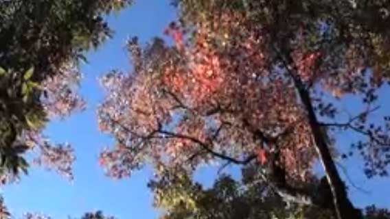 奧萬大園區揚水站上邊坡的楓香林換妝扮囉