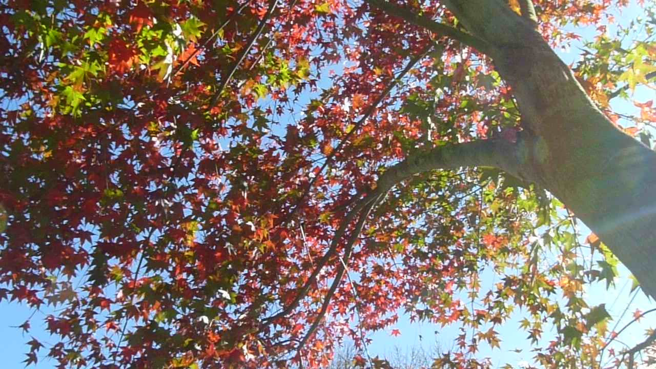 奧萬大火紅楓葉季--青楓--II